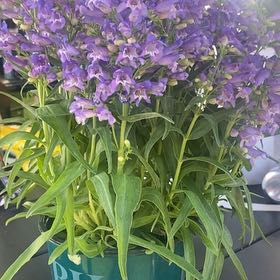 Photo of the plant species Beardlip Beardtongue by @WarrantedPilea named Denali on Greg, the plant care app