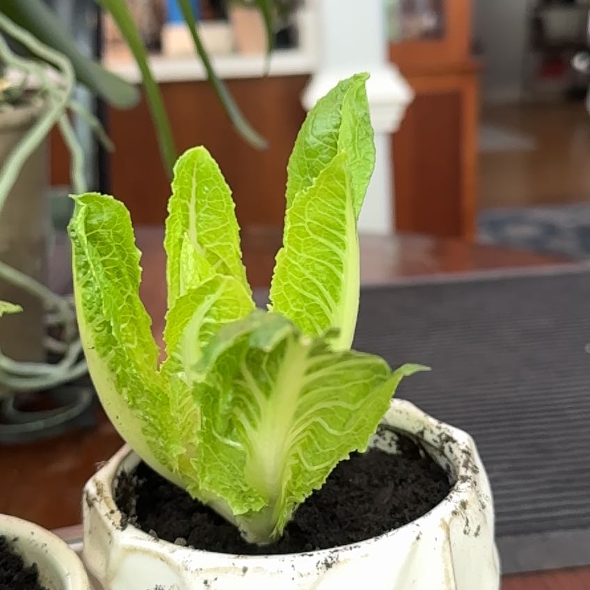 Apollo