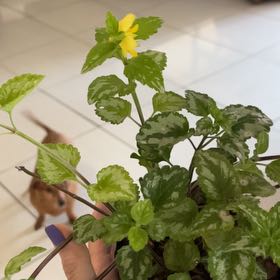 Photo of the plant species Yellow Archangel by @QueenHoupara4 named Achilles on Greg, the plant care app