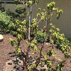 Photo of the plant species Bellyache Bush by @GladKermesoak55 named Lebron on Greg, the plant care app