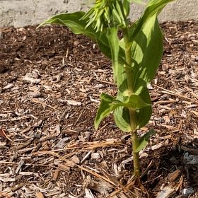 Photo of the plant species Broad Helleborine by @AnewBlueoak19 named Bella on Greg, the plant care app
