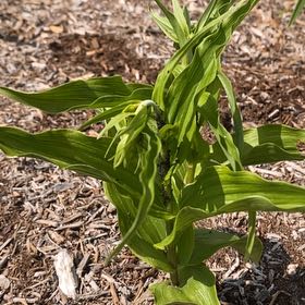 Photo of the plant species Broad Helleborine by @AnewBlueoak19 named Hamilton on Greg, the plant care app