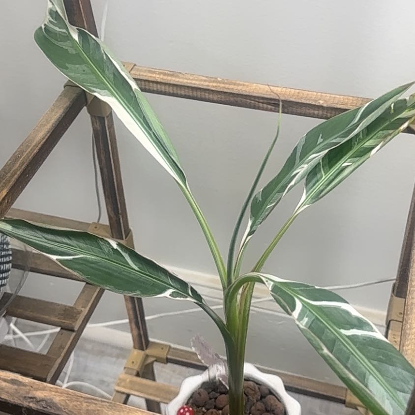 Photo of the plant species Ae Ae Banana by @SteamyChiotilla named Paul on Greg, the plant care app