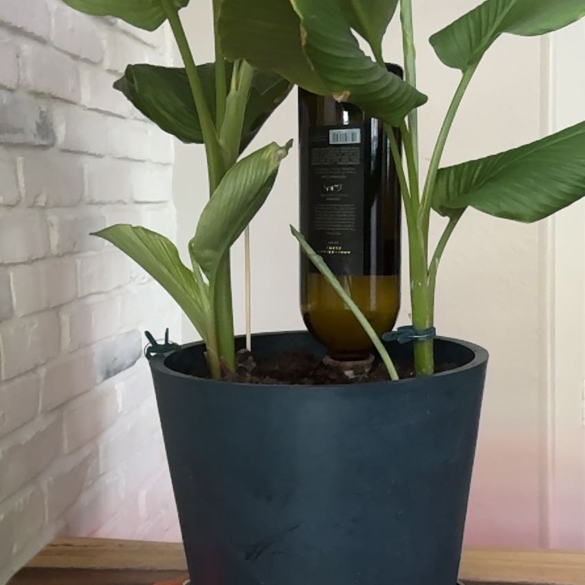 Photo of the plant species Turmeric by @HotRoussea71 named Mando on Greg, the plant care app