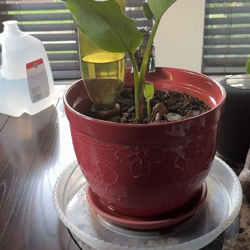 Photo of the plant species Turmeric by @HotRoussea71 named Sigmund on Greg, the plant care app