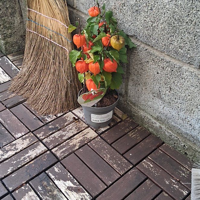 Photo of the plant species Chinese Lantern by @MasculineGray87 named Naomi on Greg, the plant care app