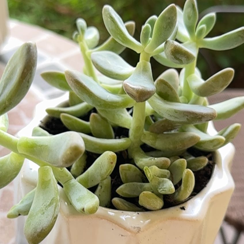 Photo of the plant species Blue Giant by @WhollyOnion25 named rosie on Greg, the plant care app