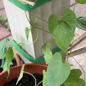Photo of the plant species Morning Glory by @DrivenBasil31 named Achilles on Greg, the plant care app