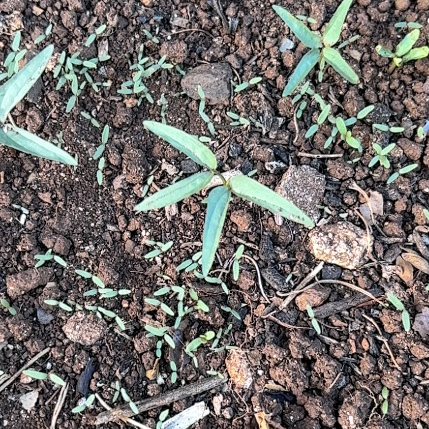 Photo of the plant species Wonga Wonga Vine by @NiceViszsla86 named Sahara on Greg, the plant care app