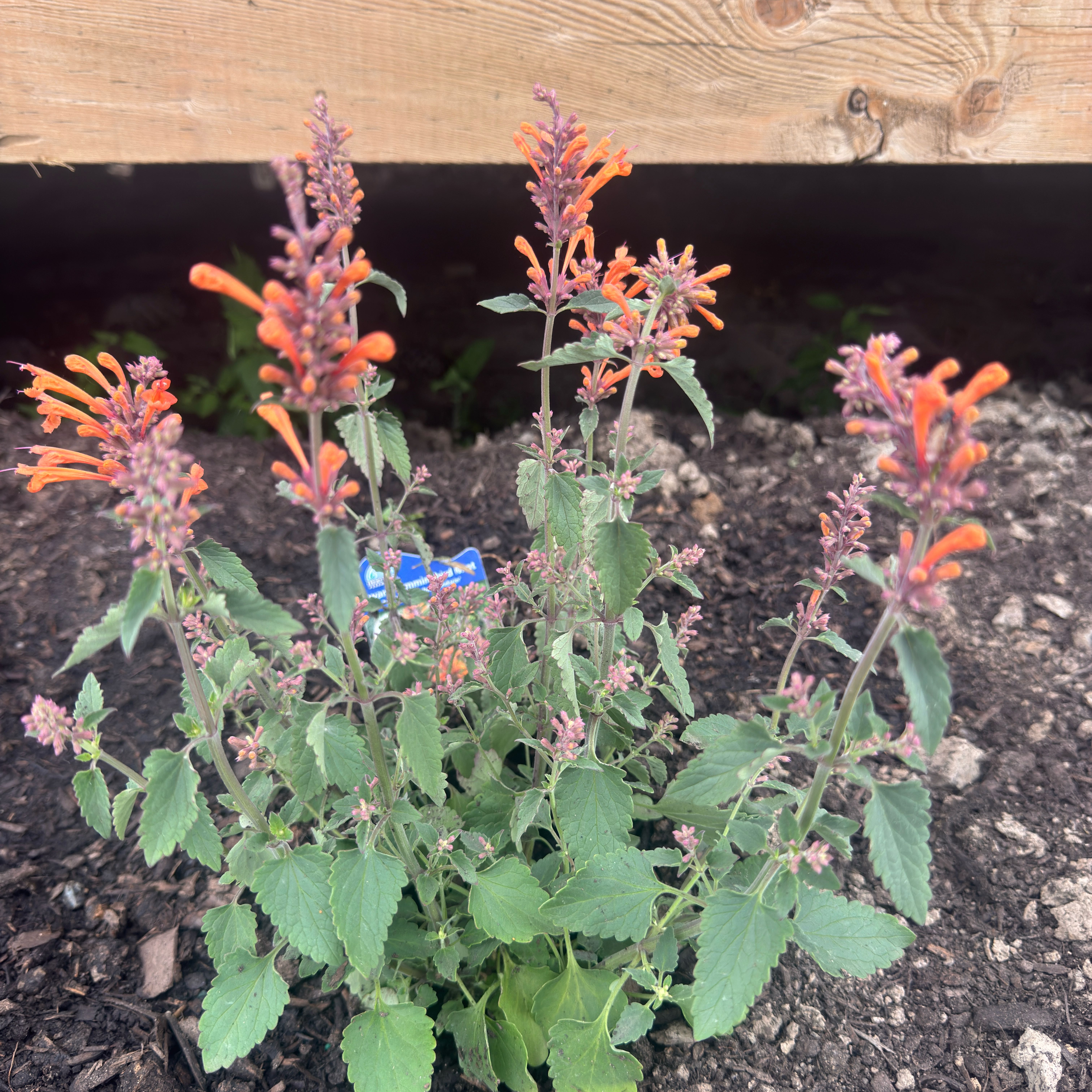 Photo of the plant species Hummingbird Mint by @FunFuscia33 named Emerson on Greg, the plant care app