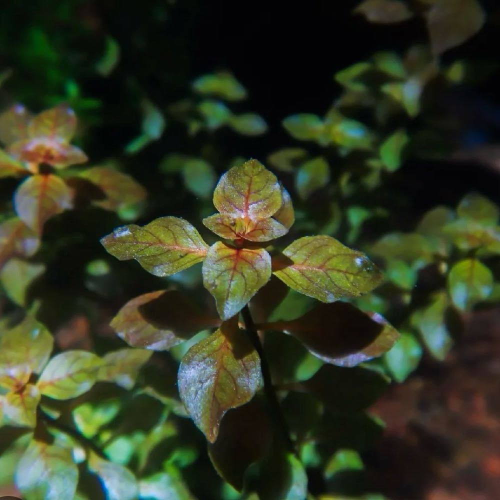 Photo of the plant species Marsh Seedbox by @BetterCorkoak6 named Gobi on Greg, the plant care app