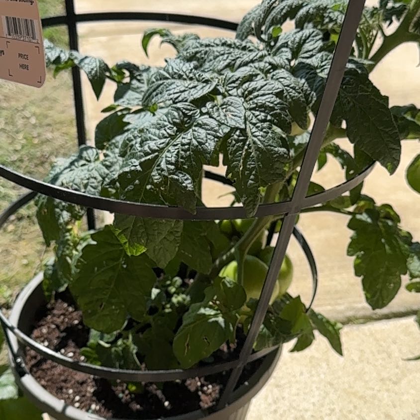 Photo of the plant species Tomato 'Better Bush' by @MightilyRuby81 named Georgia on Greg, the plant care app
