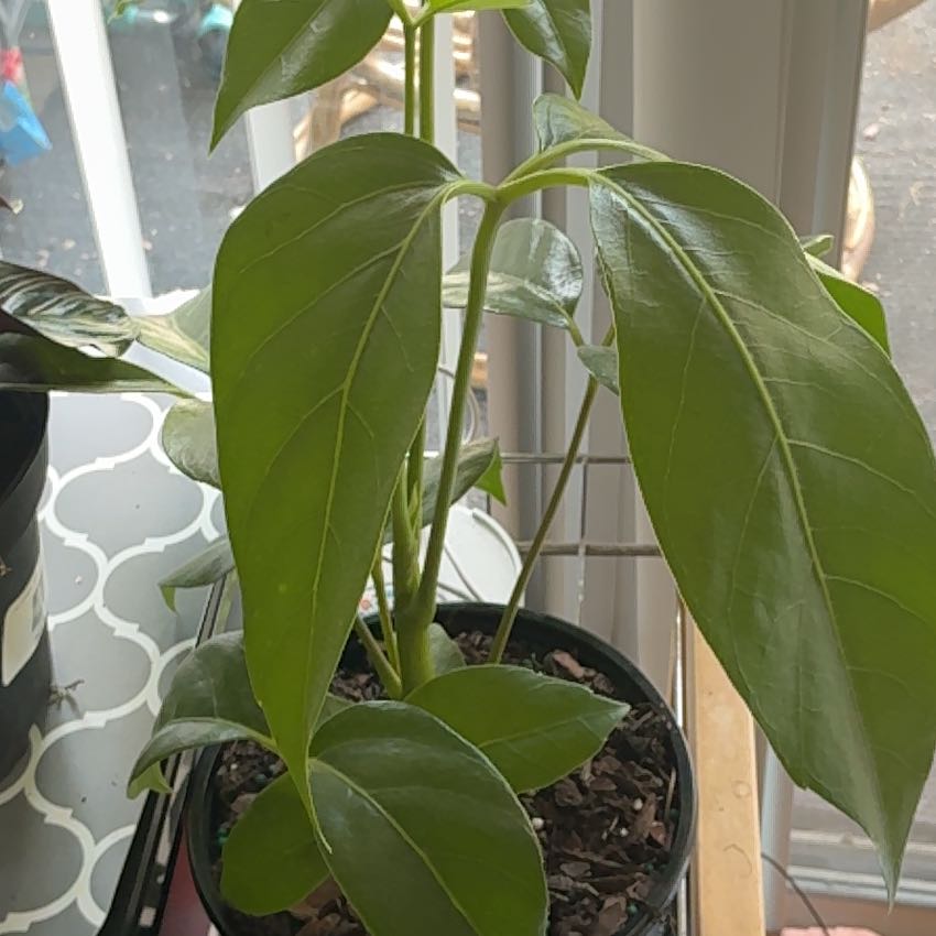 Photo of the plant species Alpine Schefflera by @JovialShallot63 named Marilyn on Greg, the plant care app