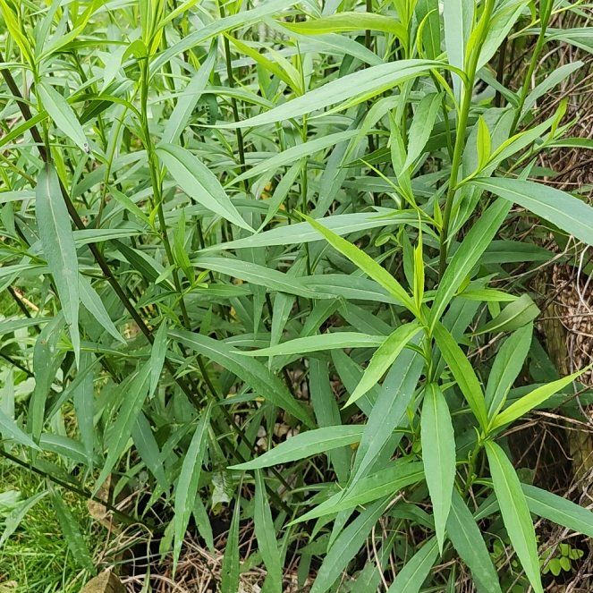 Photo of the plant species Tall Tickseed by @CivilCanna77 named Kylie on Greg, the plant care app
