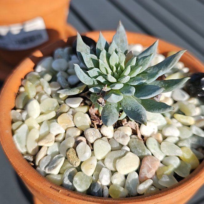 Photo of the plant species Sedeveria 'Fanfare' by @PeakLlavea11 named Athena on Greg, the plant care app
