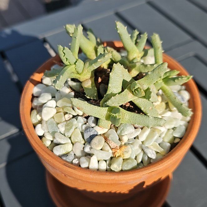 Photo of the plant species Musteline Stomatium by @PeakLlavea11 named Orwell on Greg, the plant care app