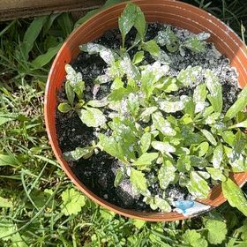 Photo of the plant species Shasta Daisy 'Alaska' by @KinglyTallsedge named Hemingway on Greg, the plant care app