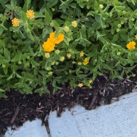 Photo of the plant species Sweetscented Marigold by @SleekLithops53 named Hamilton on Greg, the plant care app