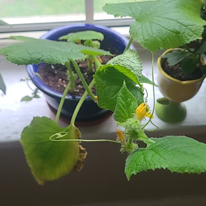 Photo of the plant species Cucumber by @PureOrchid94 named Callie on Greg, the plant care app
