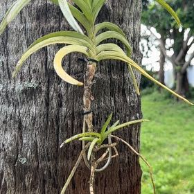 Photo of the plant species Easter Orchid by @CasualZinnia55 named Winston on Greg, the plant care app