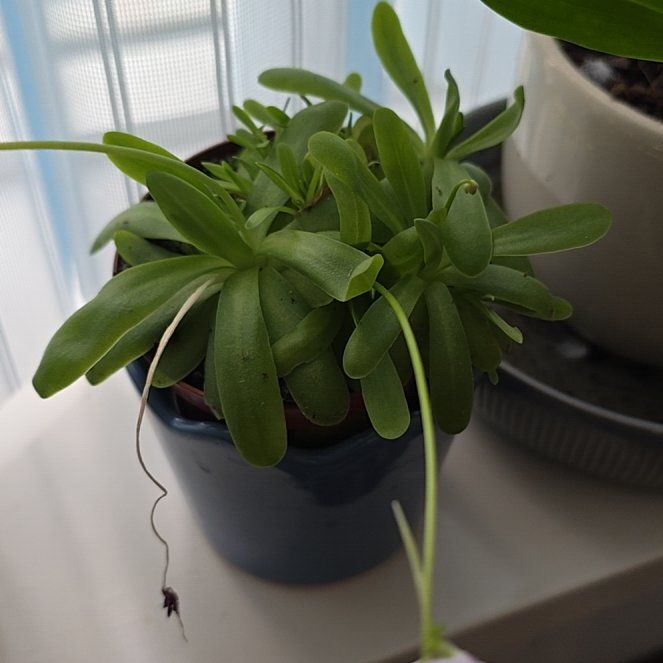 Photo of the plant species Pinguicula moctezumae by @FitSoybean27 named Bodhi on Greg, the plant care app