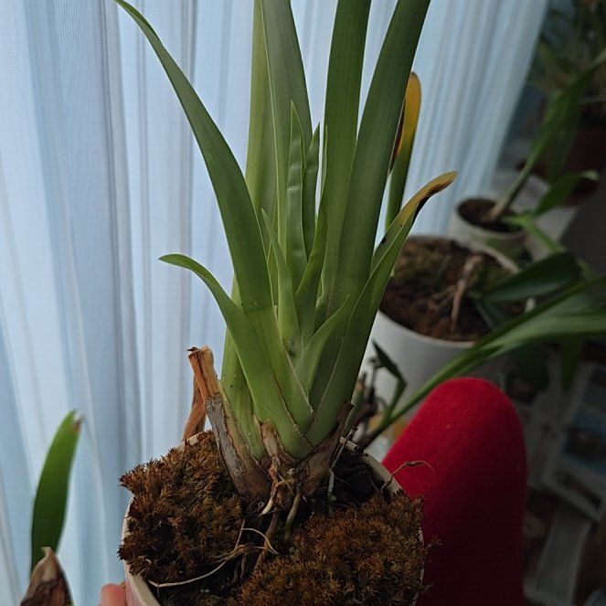 Photo of the plant species Miltoniopsis by @FitSoybean27 named Oscar on Greg, the plant care app