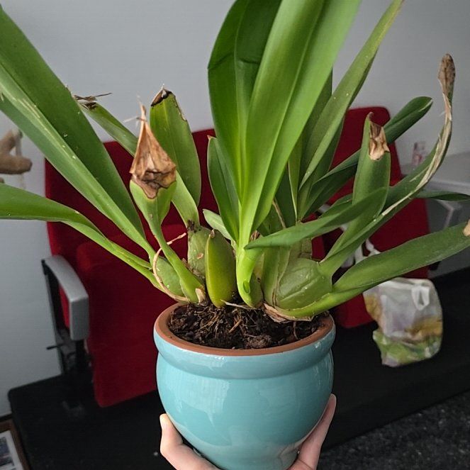 Photo of the plant species Orchid by @FitSoybean27 named Frans Jewels on Greg, the plant care app