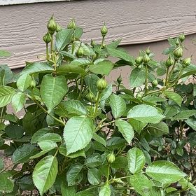 Photo of the plant species Julia Child Rose by @FavoriteTawa named Sherlock on Greg, the plant care app