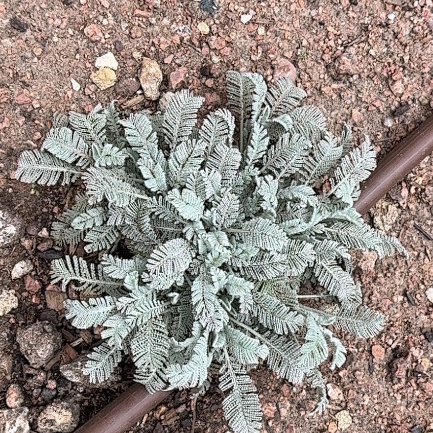 Photo of the plant species Partridge Feather by @FavoriteTawa named James Dean on Greg, the plant care app