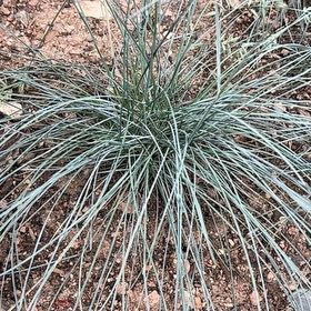 Photo of the plant species blue fescue by @FavoriteTawa named Aristotle on Greg, the plant care app