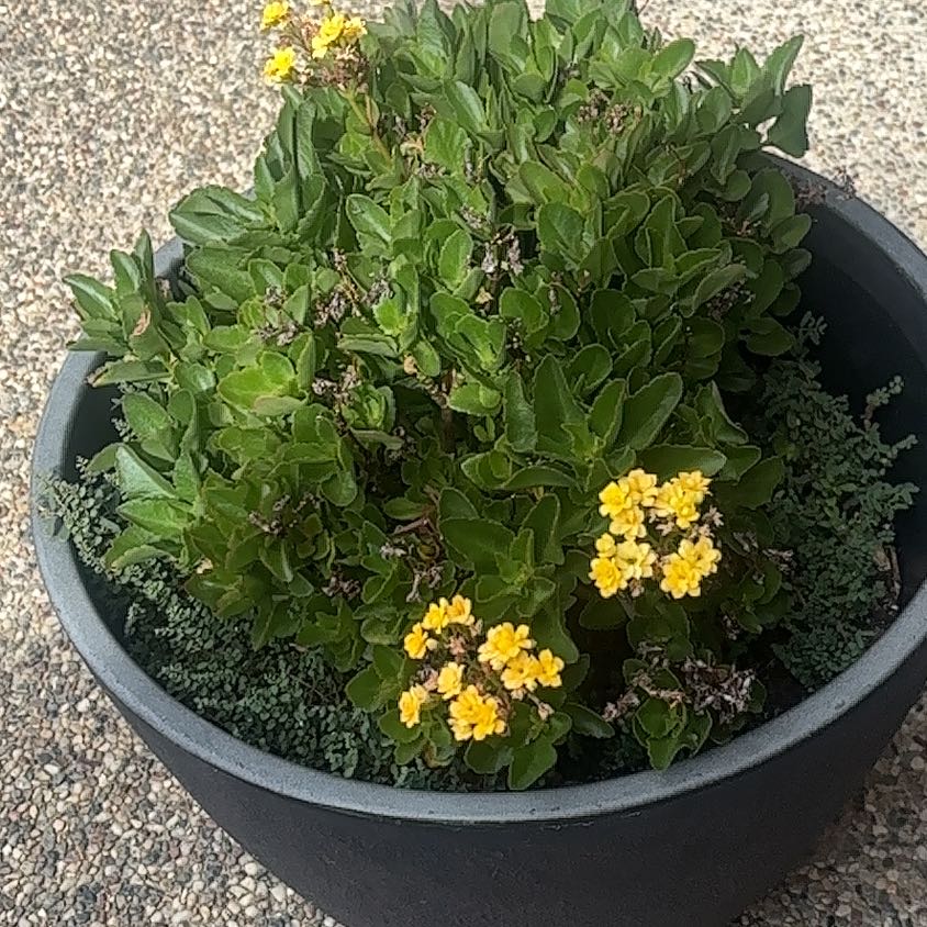 Photo of the plant species Sweetscented Marigold by @ProSpinach24 named Taylor Swift on Greg, the plant care app