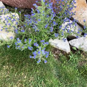 Photo of the plant species Common Viper's-Bugloss by @VipPignut19 named Naomi on Greg, the plant care app