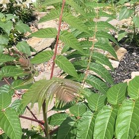 Photo of the plant species Ailanthus Altissima by @VipPignut19 named Bella on Greg, the plant care app
