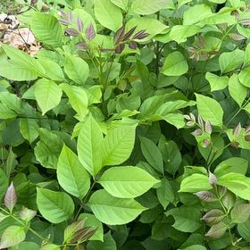 Photo of the plant species Japanese Knotweed by @VipPignut19 named Wall-E on Greg, the plant care app
