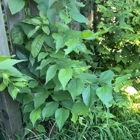 Photo of the plant species Purple Beautyberry by @VipPignut19 named Oscar on Greg, the plant care app