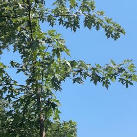 Photo of the plant species Acer Saccharinum by @VipPignut19 named Gaga on Greg, the plant care app