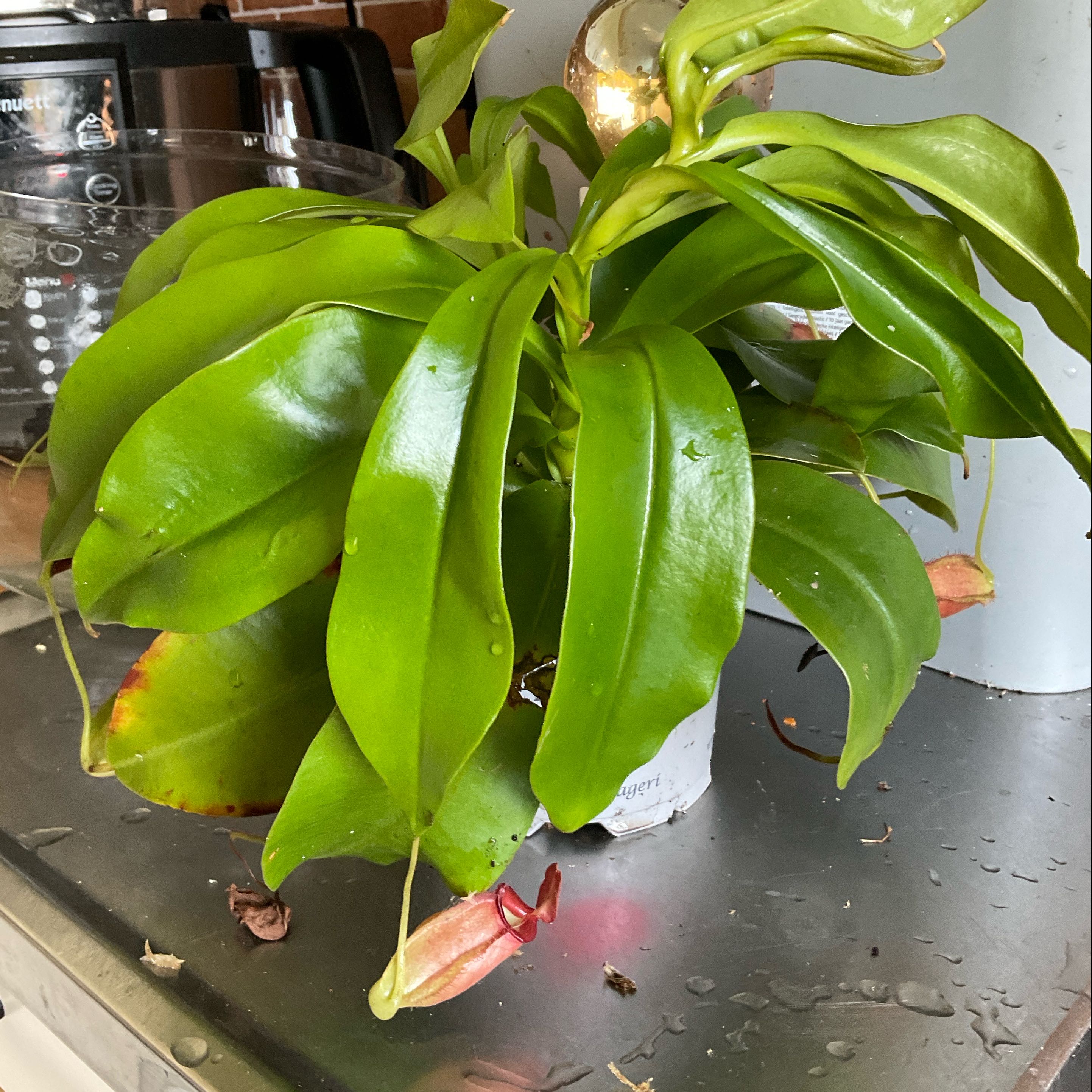 Photo of the plant species Bloody Mary Pitcher Plant by @LovingRedvein74 named Naomi on Greg, the plant care app