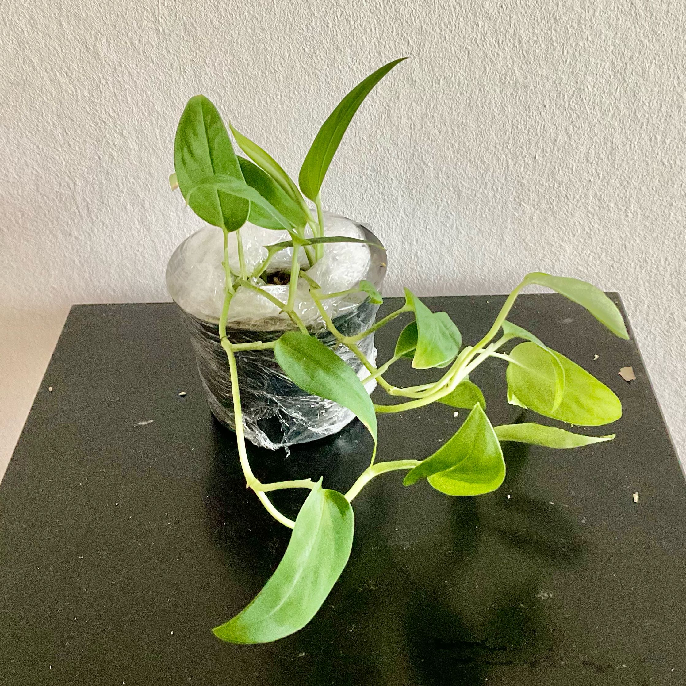 Photo of the plant species aureopinnata by @LovingRedvein74 named Monstera Aureopinnata (Diana) on Greg, the plant care app