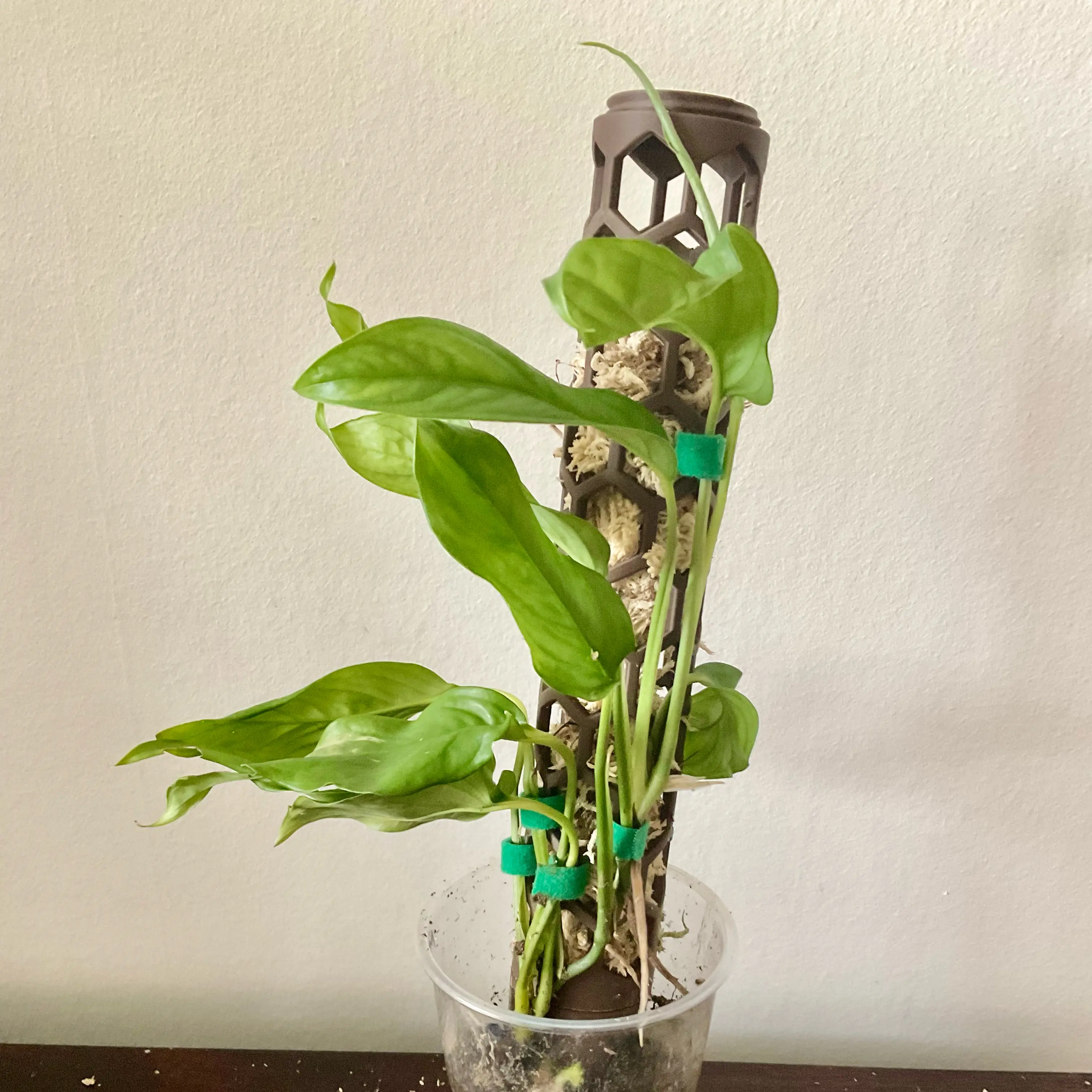 Photo of the plant species Monstera gracilis by @LovingRedvein74 named Monstera Gracilis (Remington) on Greg, the plant care app