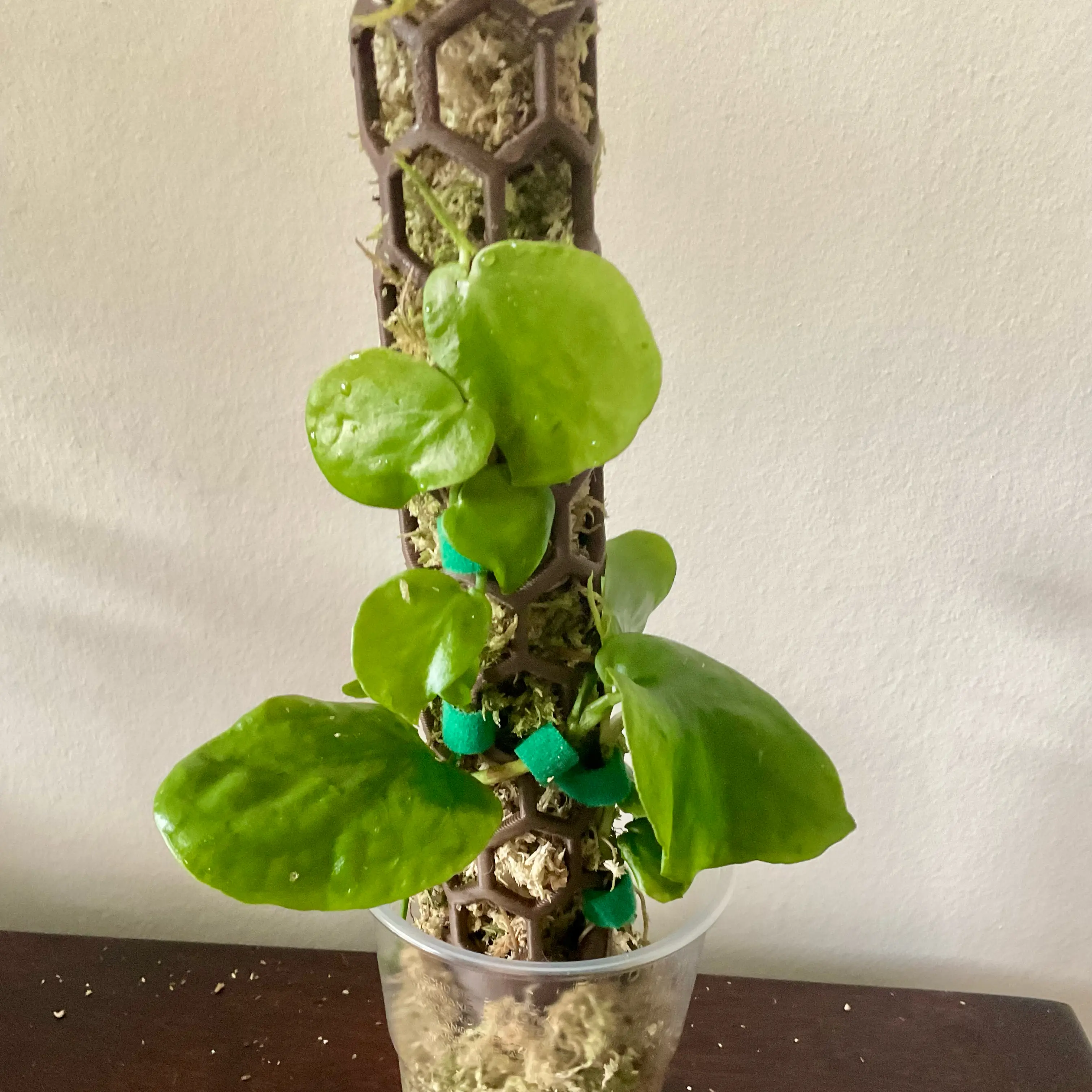 Photo of the plant species Monstera Tenuis by @LovingRedvein74 named Monstera Tenuis (Nemo) on Greg, the plant care app