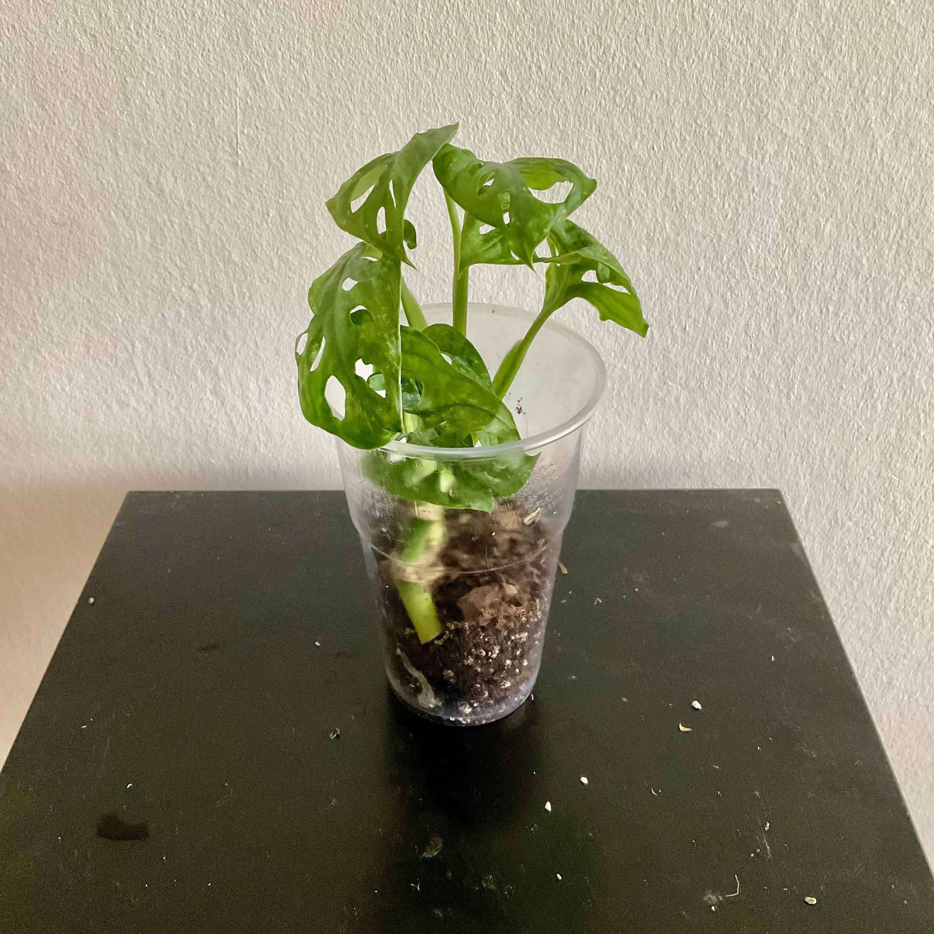 Photo of the plant species EU Mint Swiss Cheese Plant by @LovingRedvein74 named Monstera Adansonii EU Mint (Winston) on Greg, the plant care app