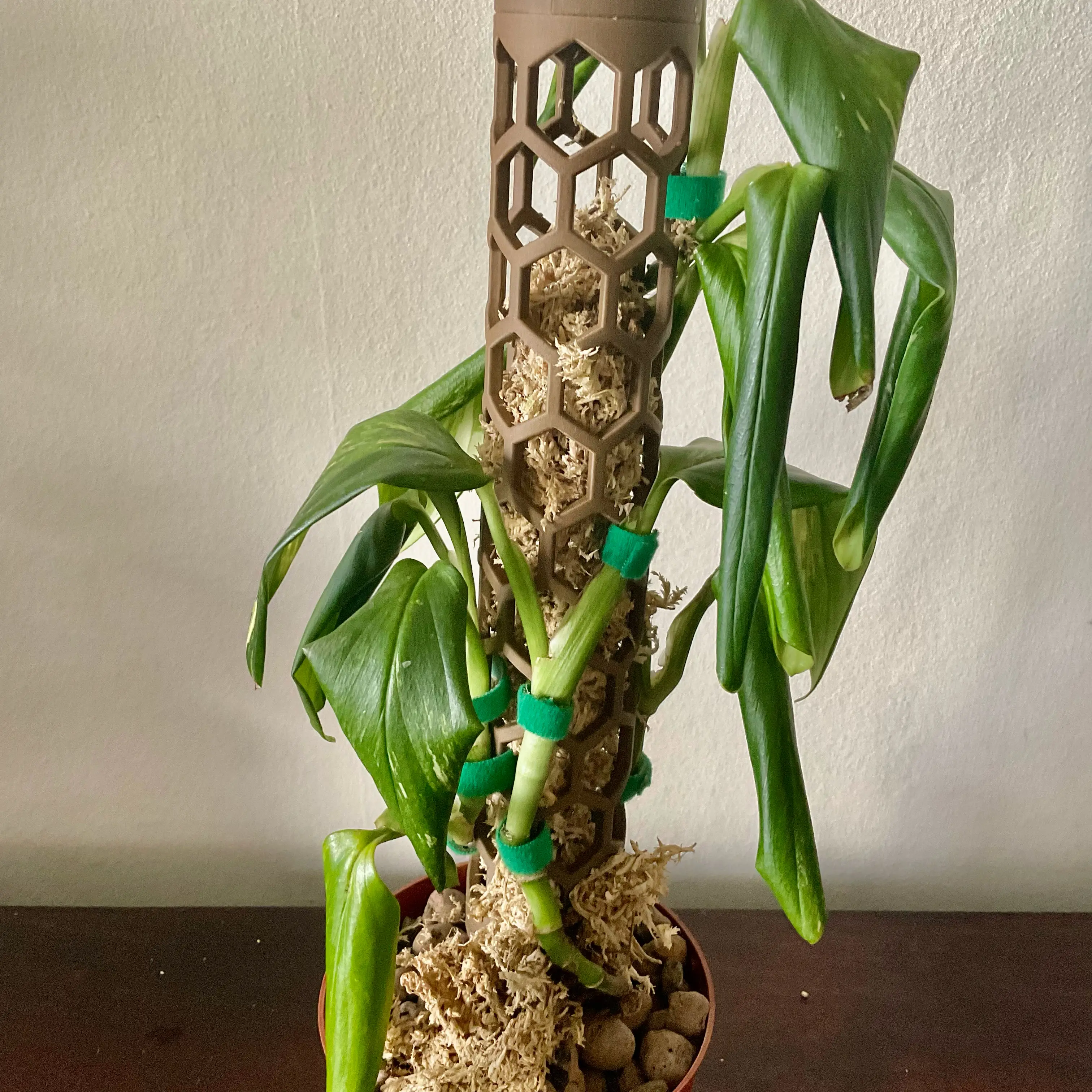 Photo of the plant species Monstera standleyana 'aurea' by @LovingRedvein74 named Monstera Standleyana ‘Aurea’ (Stella) on Greg, the plant care app