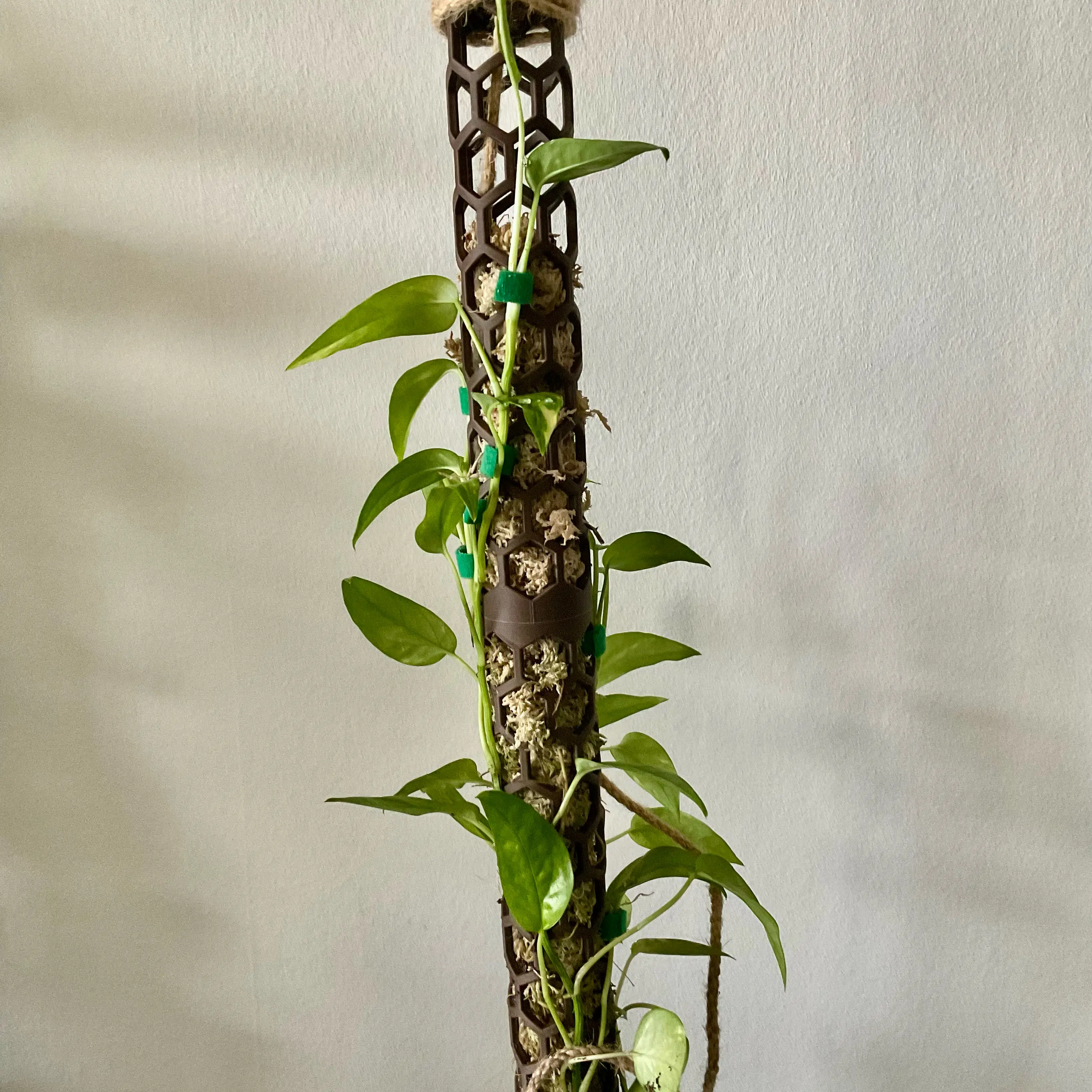 Photo of the plant species Kujang Yellow Flame Epipremnum Pinnatum by @LovingRedvein74 named Epipremnum Pinnatum Kujang Yellow Flame (Tolkien) on Greg, the plant care app