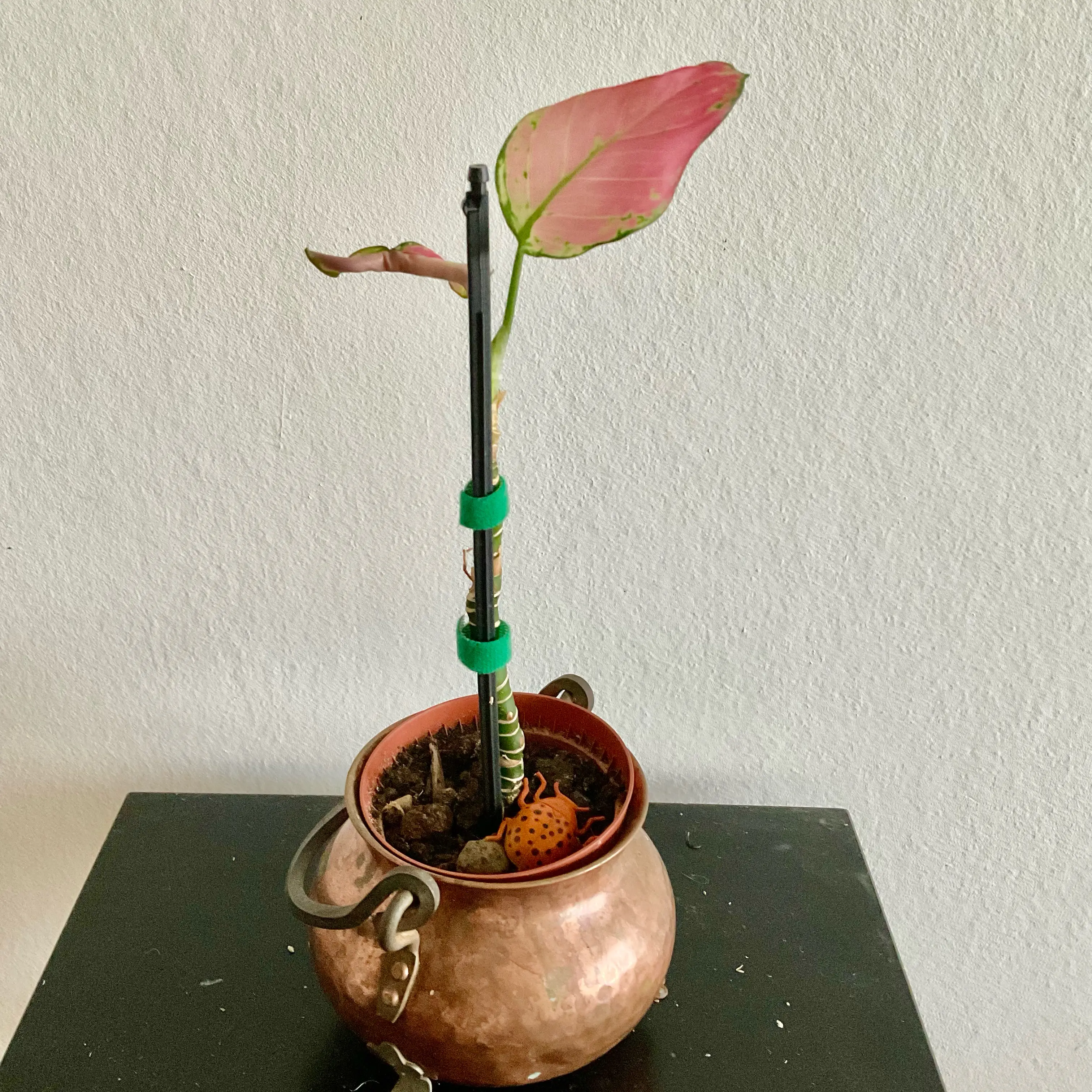 Photo of the plant species Pink Princess Aglaonema by @LovingRedvein74 named Aglaonema Commutatum Pink Star (Bella) on Greg, the plant care app