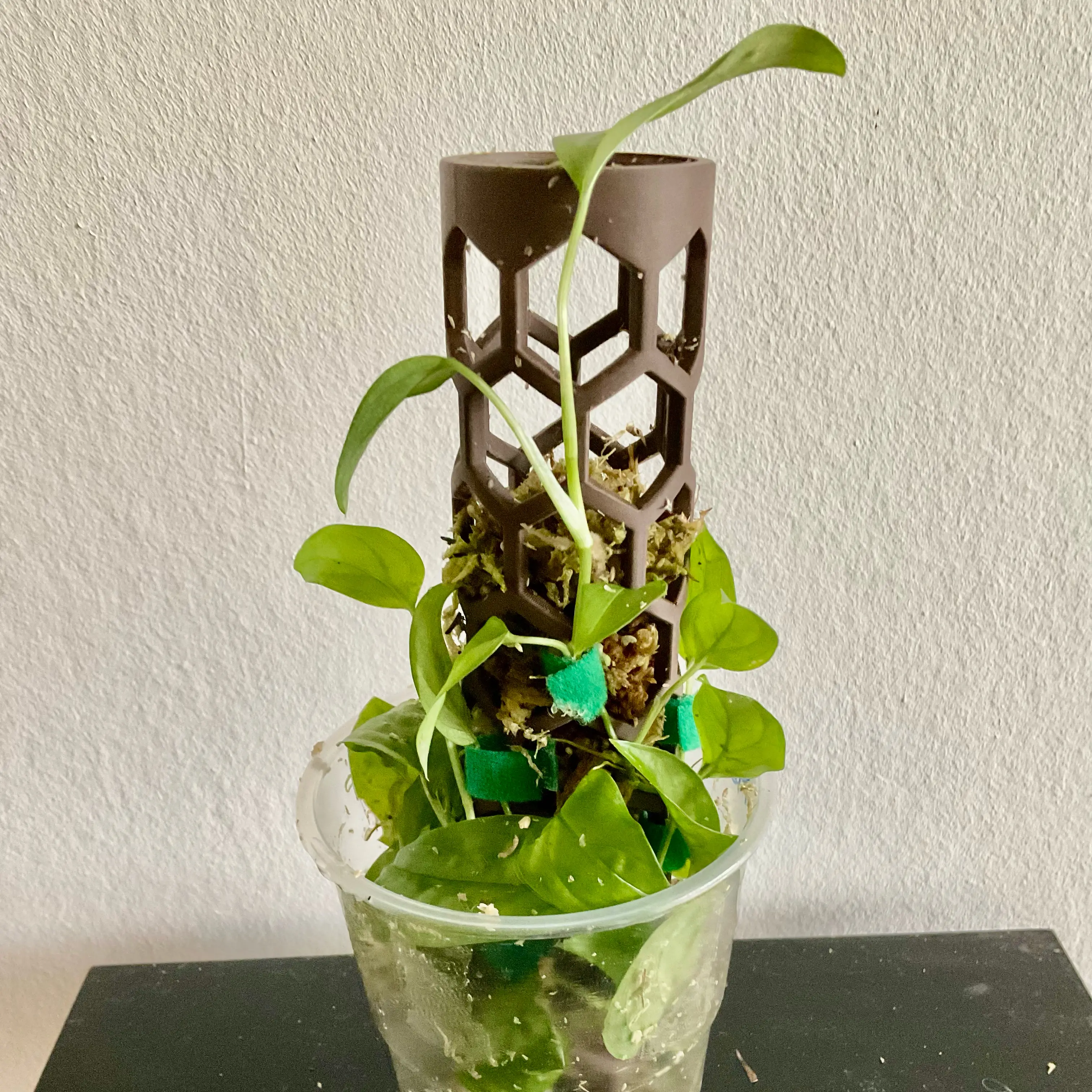 Photo of the plant species Monstera Obliqua Columbian Form by @LovingRedvein74 named Monstera Obliqua ‘Colombian’ (Austen) on Greg, the plant care app