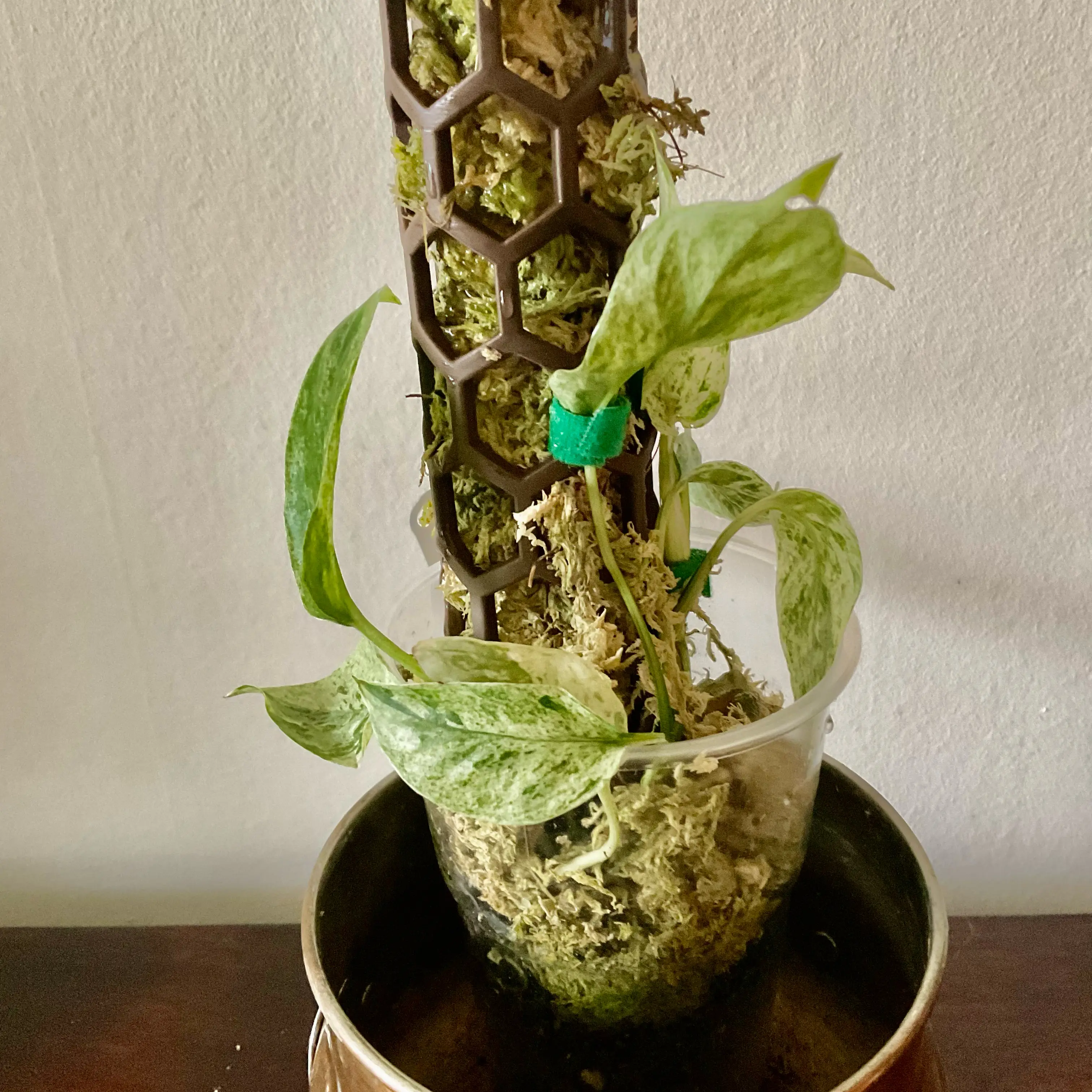 Photo of the plant species Pothos spp. by @LovingRedvein74 named Epipremnum Pinnatum sp Hanoman (Peter Parker) on Greg, the plant care app