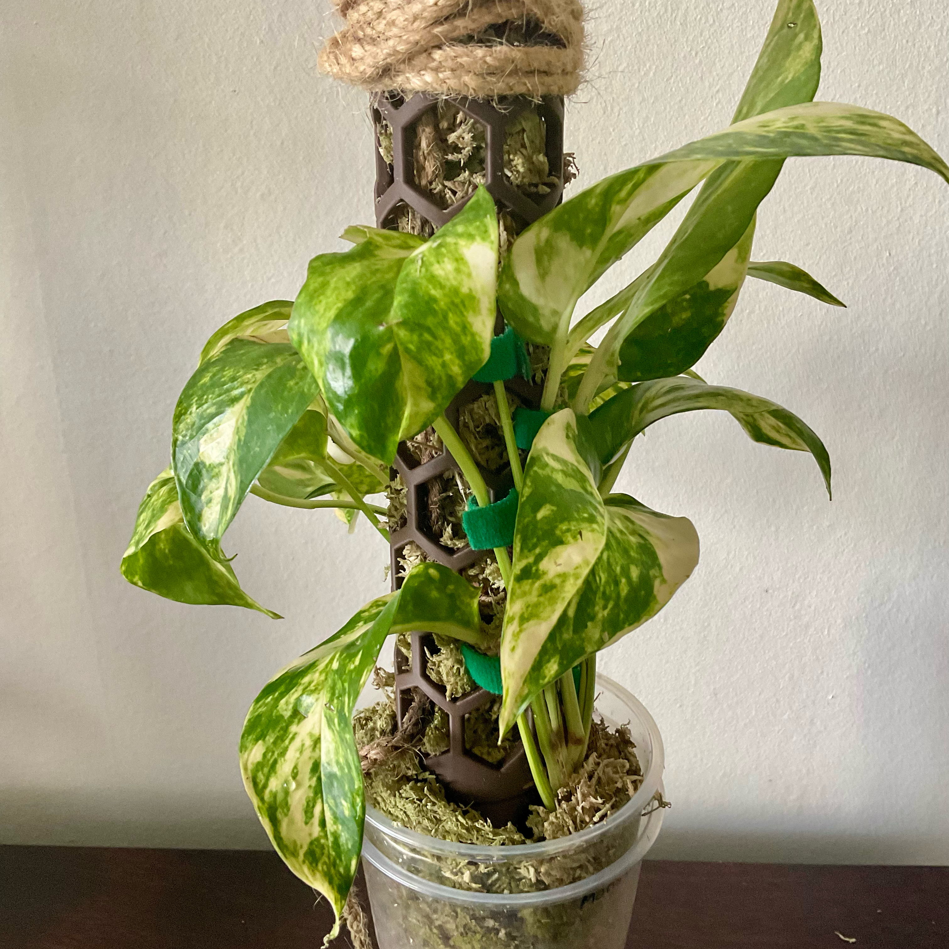 Photo of the plant species Aurea Epipremnum Pinnatum by @LovingRedvein74 named Epipremnum Pinnatum Cintho Goldfinger (Bedivere) on Greg, the plant care app