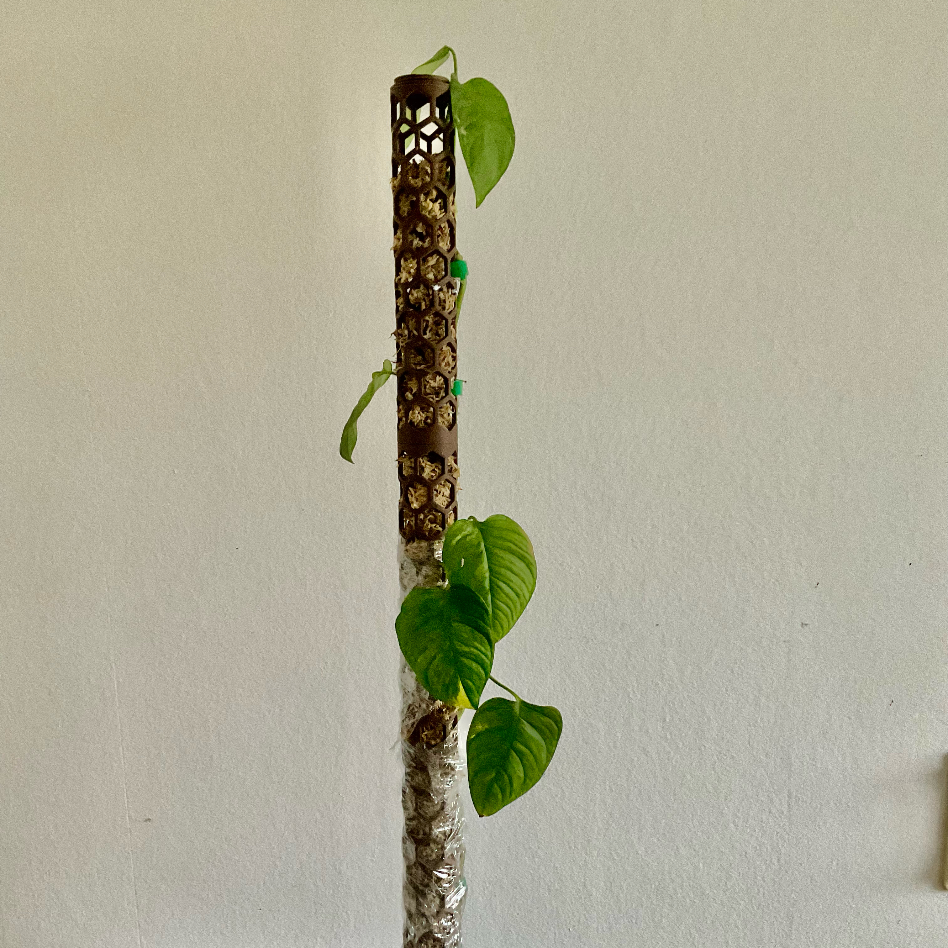 Photo of the plant species Variegated Monstera Obliqua by @LovingRedvein74 named Monstera Obliqua ‘Muyuna’ (Huckleberry Fern) on Greg, the plant care app