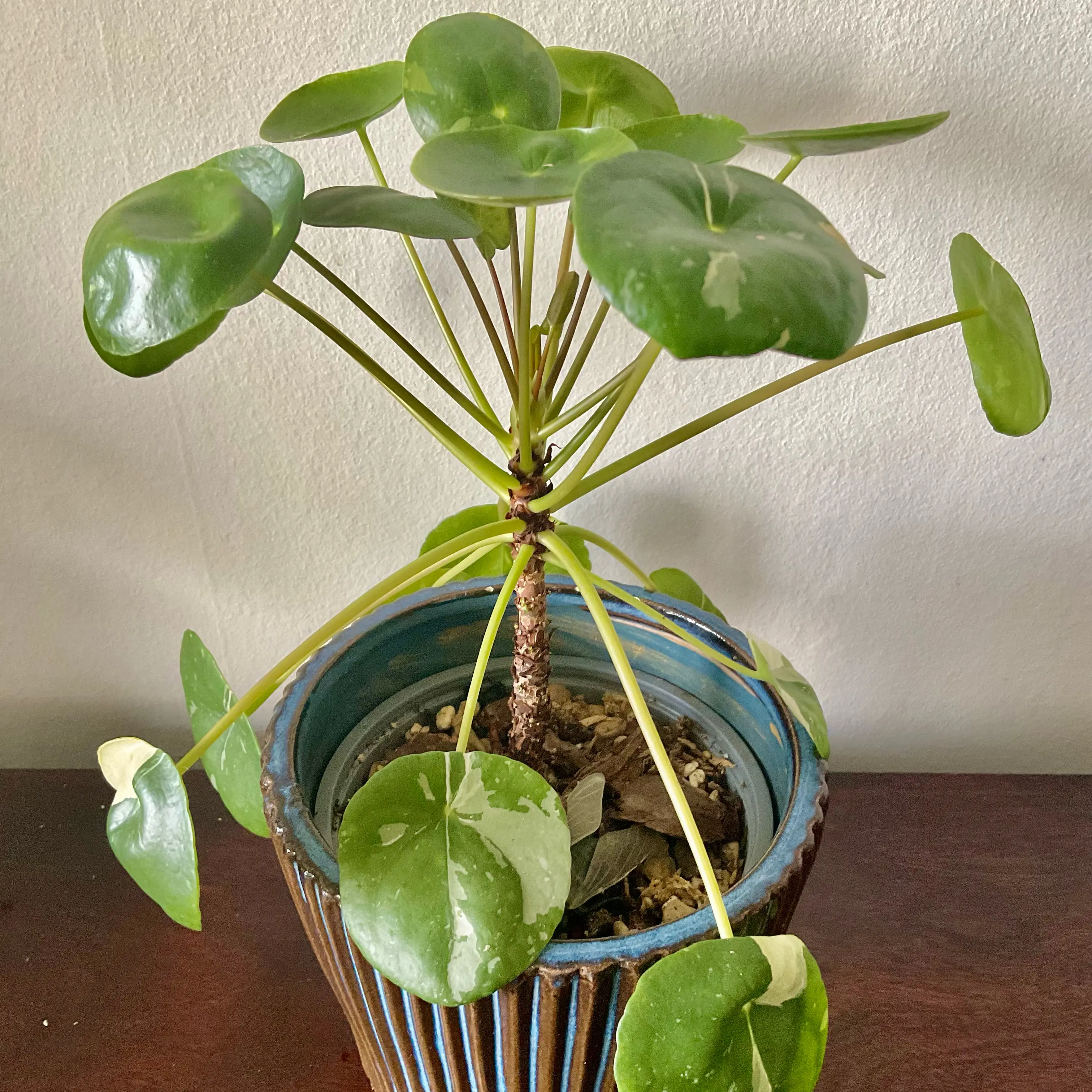 Photo of the plant species Pilea Splash by @LovingRedvein74 named Pilea peperomiodes ‘Splash’ (Foxxy) on Greg, the plant care app
