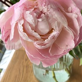Photo of the plant species Persian Buttercup by @KookySapote65 named Eva on Greg, the plant care app